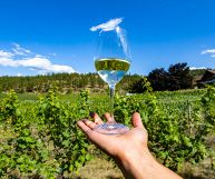 Colli Piacentini DOC Pinot Grigio, vino ottimo con piatti di pesce e antipasti misti