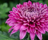 Il fiore di crisantemo, nella nostra cultura legato alla tradizione funeraria, può persino entrare in cucina: ecco come usarlo e quali sono i suoi benefici