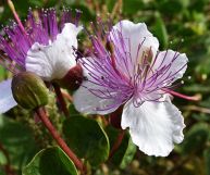 i fiori di cappero sono un ingrediente ottimo per tante ricette