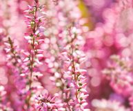 Proprietà e principali caratteristiche dei fiori d'erica