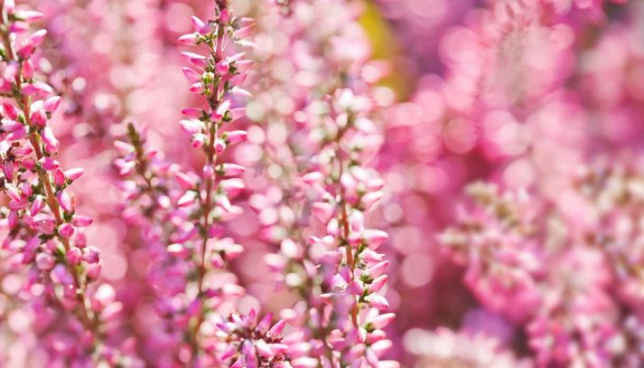 Proprietà e principali caratteristiche dei fiori d'erica