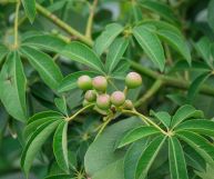 Le foglie di cassava sono spesso utilizzate come analgesico naturale, ma sono ricche di vitamine e nutrienti