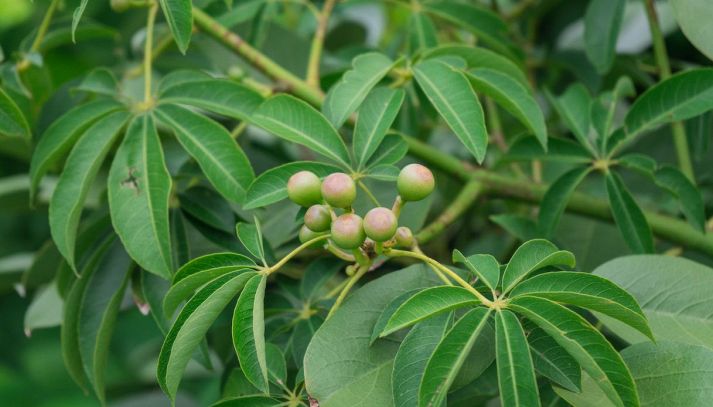 Le foglie di cassava sono spesso utilizzate come analgesico naturale, ma sono ricche di vitamine e nutrienti