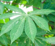 Le foglie di manioca sono ricche di interessanti proprietà nutrizionali, sebbene siano poco conosciute: ecco i loro benefici e le controindicazioni.