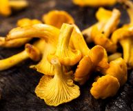 Scopriamo insieme quali sono le caratteristiche e i valori nutrizionali dei funghi gallinacci e come si usano nelle nostre migliori ricette della tradizione