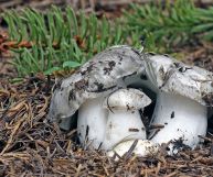 I funghi marzuoli sono tipici funghi primaverili, che compaiono subito dopo il disgelo: scopriamo quali sono i loro benefici e le controindicazioni