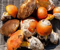 Funghi ovoli: tutte le proprietà, i valori nutrizionali e gli usi in cucina di questo prelibato ingrediente.