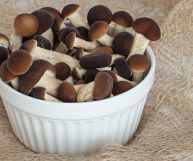 i funghi pioppini sono un ingrediente ottimo per tante ricette