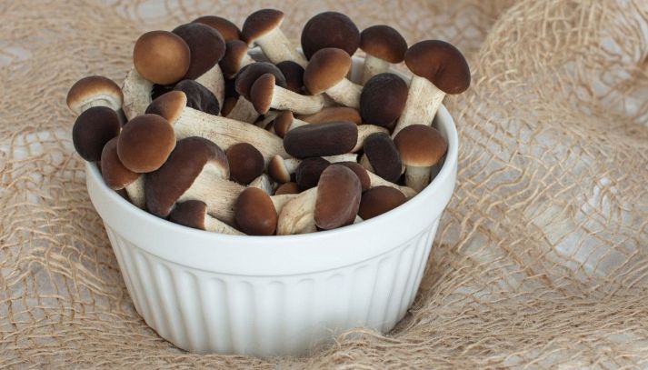 i funghi pioppini sono un ingrediente ottimo per tante ricette