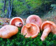 Scopriamo insieme le caratteristiche dei funghi rositi, tipici funghi arancioni della tradizione culinaria calabrese