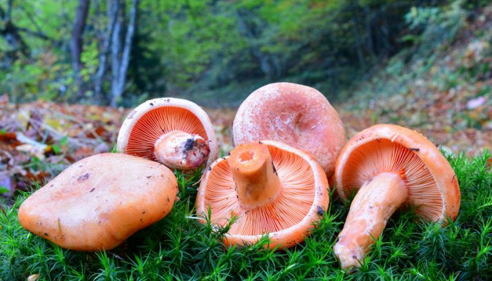 Scopriamo insieme le caratteristiche dei funghi rositi, tipici funghi arancioni della tradizione culinaria calabrese