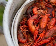 Protagonisti assoluti di secondi piatti ricchi di gusto, i gamberi d'acqua dolce sono ingredienti salutare e virtuosi. Scopriamo insieme proprietà e benefici