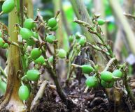 Germogli di cardamomo: tutti gli usi in cucina