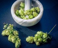 I germogli di luppolo o bruscandoli sono ottimi in cucina e sono anche dei validi alleati per la salute: scopriamo insieme i loro benefici e come usarli