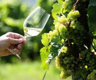 Golfo del Tigullio DOC Bianco, vino ottimo con primi piatti di verdure e antipasti delicati