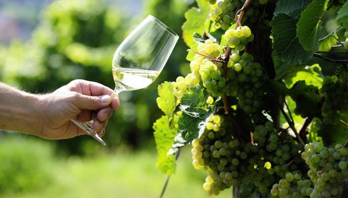 Golfo del Tigullio DOC Bianco, vino ottimo con primi piatti di verdure e antipasti delicati