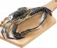 Grande esemplare di granchio blu