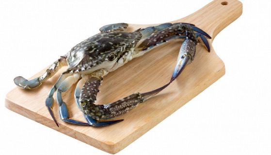 Grande esemplare di granchio blu