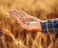 Il grano è uno dei cereali più consumati al mondo, scopriamone proprietà e caratteristiche