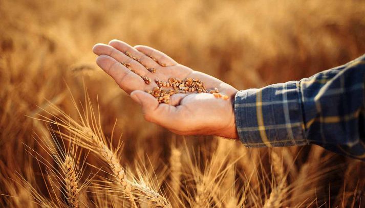 Il grano è uno dei cereali più consumati al mondo, scopriamone proprietà e caratteristiche