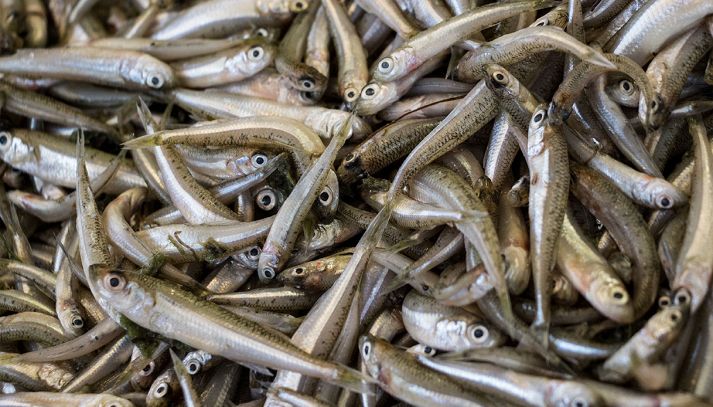 Noto anche con il nome di Acquadella, o latterino capoccione, è definito pesce povero, ma in realtà ha caratteristiche nutritive di tutto rispetto