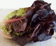 Una verdura dalle mille proprietà: la lattuga romana rossa