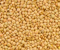 Scopriamo questo legume dalle origini antichissime: le lenticchie di Castelluccio di Norcia che sono anche riconosciute come prodotto IGP