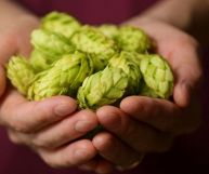 il luppolo è un ingrediente ottimo per tante ricette