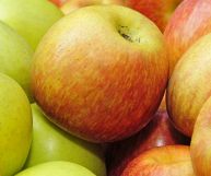 Un frutto salutare e dall'ottimo gusto acidulo, sapere come usare le mele renette in cucina consente di migliorare la propria dieta