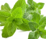 La mentuccia è una pianta erbacea utilizzata in cucina e in pasticceria dalle proprietà e dal sapore straordinario
