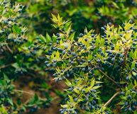 Una pianta dai mille usi e benefici: il mirto è un alleato prezioso per il nostro organismo, in cucina e in campo cosmetico: le migliori ricette da preparare