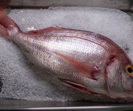 Un pesce dalle carni magre e digeribili. Sapere come usare il pagello in cucina per un'alimentazione sana e bilanciata