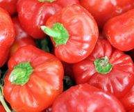 Le papaccelle napoletane, anche conosciute come pupacchielle, sono peperoni di piccole dimensioni molto utilizzati in Campania. Ecco come gustarli nella tua dieta.