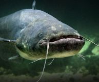 Pesce gatto: caratteristiche fisiche e nutrizionali