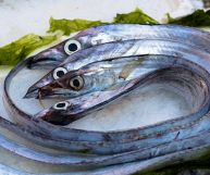 Il pesce spatola è un pesce dalle carni molto magre, tuttavia prive di particolari nutrienti importanti per l'organismo (ad eccezione degli omega 3)