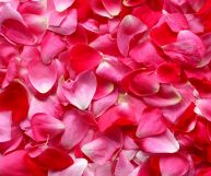 I petali di rosa possono essere utilizzati in cucina, sia come come elemento decorativo, sia come alimento vero e proprio