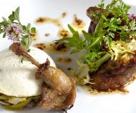 Piccione: caratteristiche, proprietà e usi