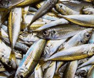 Scopriamo insieme quali sono le caratteristiche principali, i valori nutrizionali legati ai sauri e i loro molteplici benefici per la nostra salute