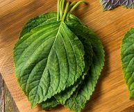 Una pianta officinale ed aromatica molto apprezzata ed utilizzata in cucina, un toccasana per l'organismo: scopriamo gli usi e i benefici del shiso