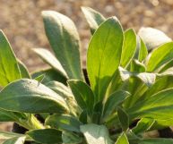 Sapere come usare gli strigoli in cucina è utilissimo: queste erbe spontanee hanno un sapore inconfondibile e sono perfette per realizzare piatti gustosi