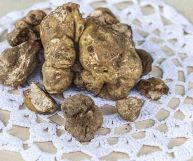 Il tartufo bianco d’Alba è considerato il tartufo per antonomasia: il suo aroma e le sue proprietà lo rendono uno degli ingredienti più pregiati in Italia