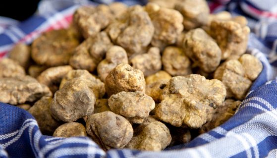 Vediamo insieme quali sono le caratteristiche principali, i valori nutrizionali e i benefici del tartufo bianco e quali sono i suoi principali usi in cucina