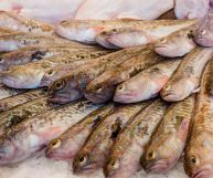 Tracina, come utilizzarla in cucina