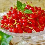 Ribes al Maraschino