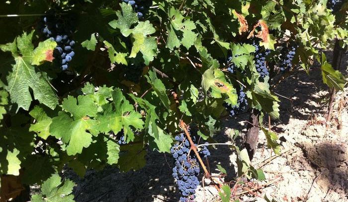 Vino, in vista annata eccezionale in Alto Adige, vendemmia con i profughi
