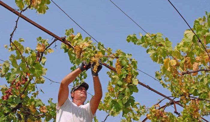 In Friuli vendemmia ottima in qualità e quantità