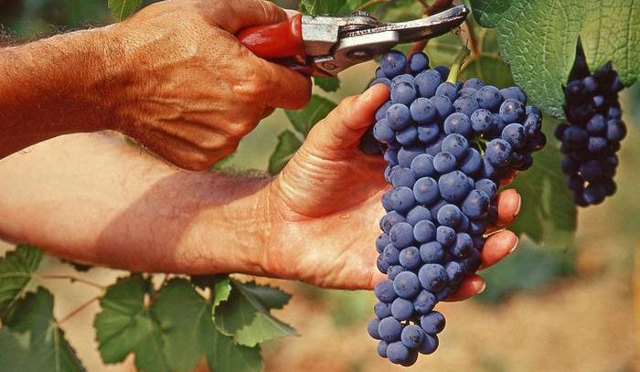 Vino: il 7 ottobre con Valtènesi tornano i Profumi di mosto