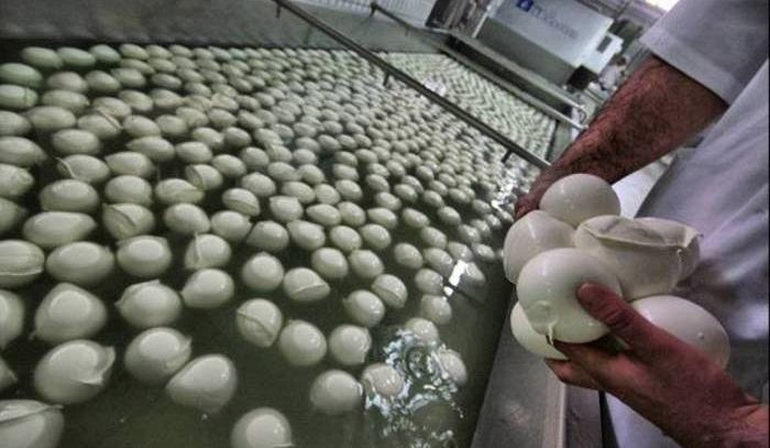 Consorzio mozzarella bufala Dop avvia secondo corso per diventare casaro