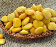 Lupini