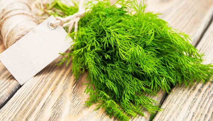 Aneto, caratteristiche e ricette